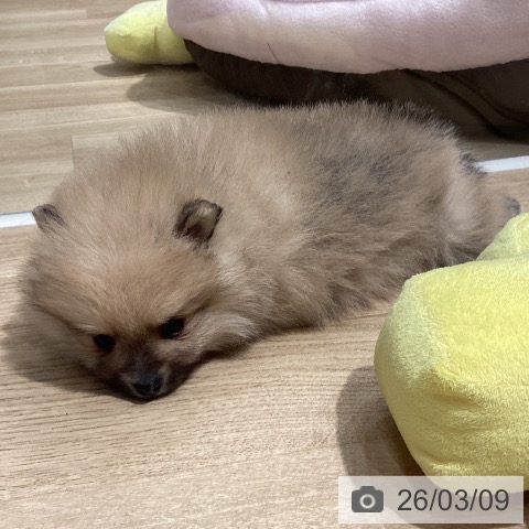 ポメラニアンの写真