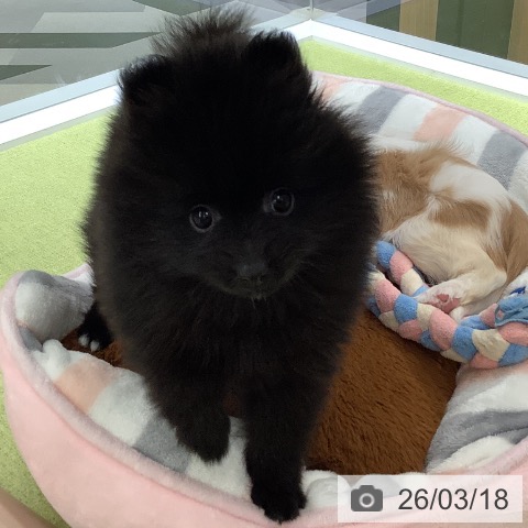埼玉県のポメラニアン (ペットプラス 川口店/2026年1月6日生まれ/男の子/ブラック)の子犬の3枚目の画像