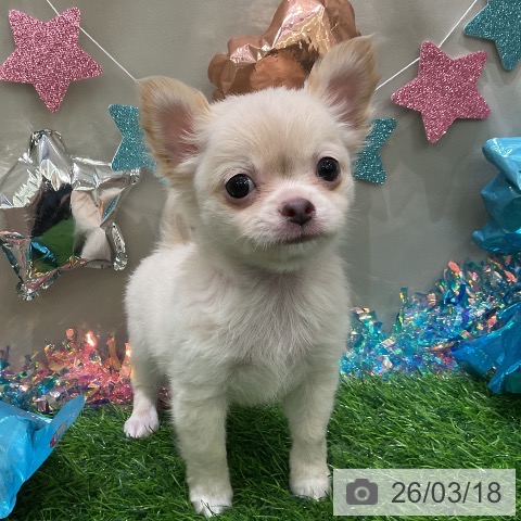 チワワの写真
