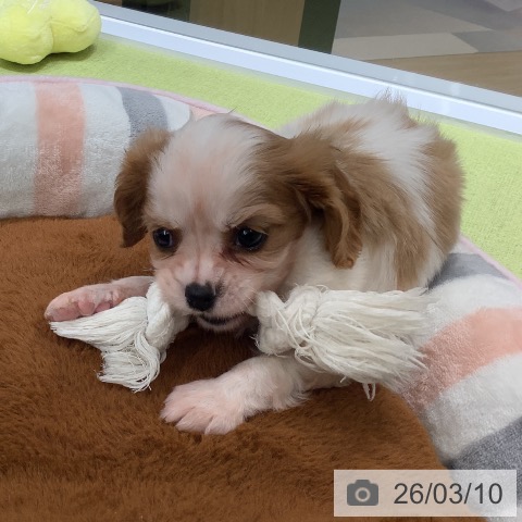 埼玉県のキャバリアキングチャールズスパニエル (ペットプラス 川口店/2026年1月6日生まれ/女の子/ブレンハイム)の子犬の3枚目の画像