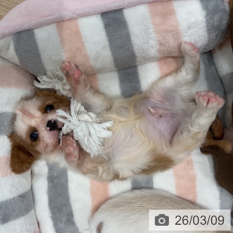 群馬県のキャバリアキングチャールズスパニエル (ペットプラス イオンモール太田店/2026年1月6日生まれ/男の子/ブレンハイム)の子犬の3枚目の画像