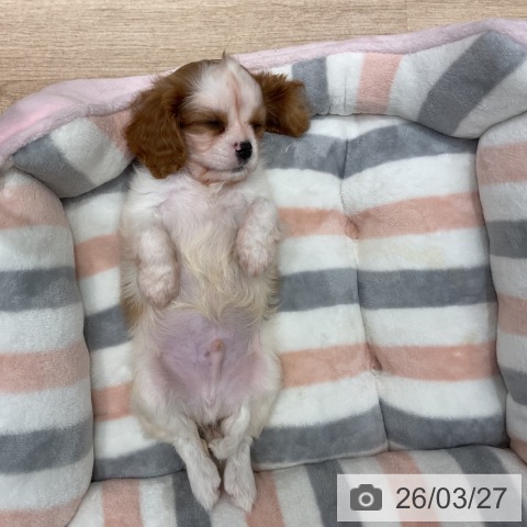 群馬県のキャバリアキングチャールズスパニエル (ペットプラス イオンモール太田店/2026年1月6日生まれ/男の子/ブレンハイム)の子犬の4枚目の画像