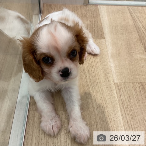 群馬県のキャバリアキングチャールズスパニエル (ペットプラス イオンモール太田店/2026年1月6日生まれ/男の子/ブレンハイム)の子犬の3枚目の画像