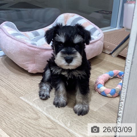 東京都のミニチュアシュナウザー (ペットプラス むさし村山店/2026年1月5日生まれ/男の子/ブラックシルバー)の子犬の3枚目の画像