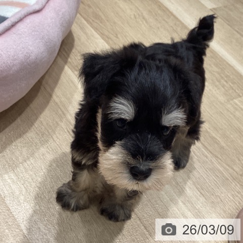 ミニチュア・シュナウザーの写真