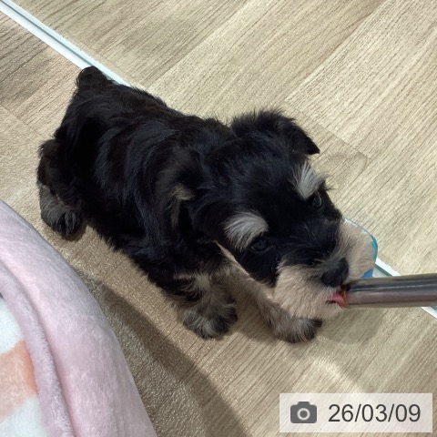 ミニチュア・シュナウザーの写真