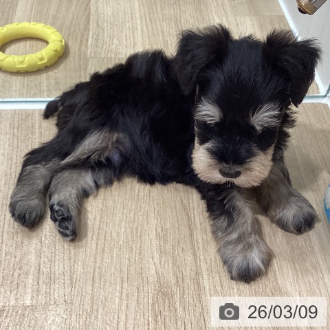 ミニチュア・シュナウザーの写真