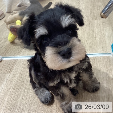 ミニチュア・シュナウザーの写真