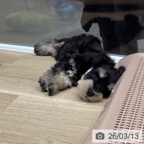 埼玉県のミニチュアシュナウザー (ペットプラス ピオニウォーク東松山店/2026年1月5日生まれ/男の子/ブラックシルバー)の子犬の3枚目の画像