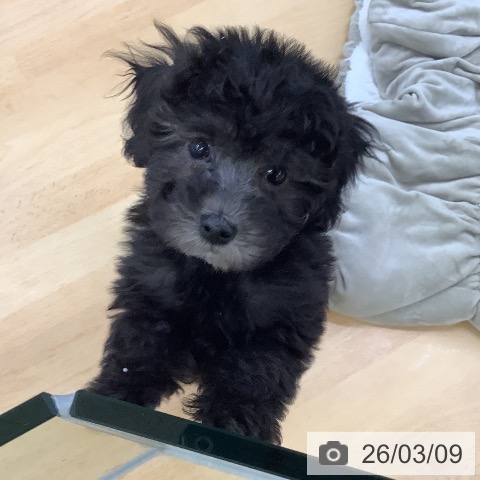 トイ・プードルの写真