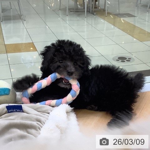 トイ・プードルの写真