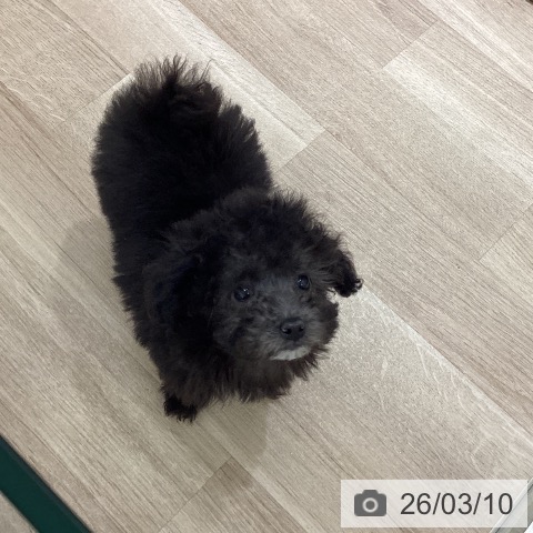 トイ・プードルの写真