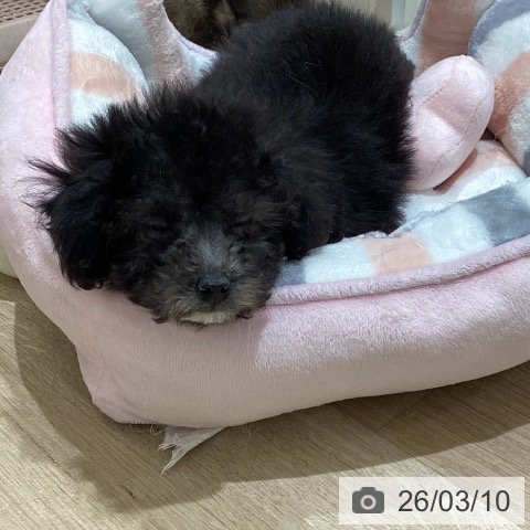 トイ・プードルの写真