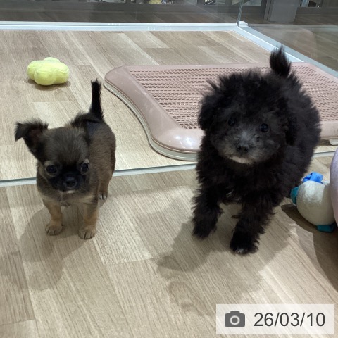 トイ・プードルの写真