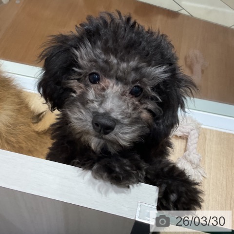 神奈川県のトイプードル(トイ) (ペットプラス 湘南平塚店/2026年1月1日生まれ/女の子/シルバー)の子犬の4枚目の画像