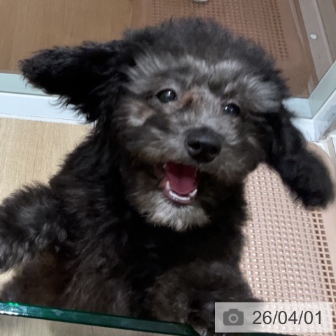 神奈川県のトイプードル(トイ) (ペットプラス 湘南平塚店/2026年1月1日生まれ/女の子/シルバー)の子犬の4枚目の画像