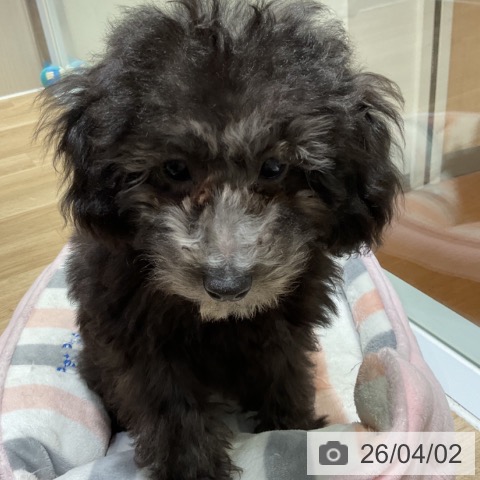 神奈川県のトイプードル(トイ) (ペットプラス 湘南平塚店/2026年1月1日生まれ/女の子/シルバー)の子犬の4枚目の画像