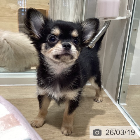 千葉県のチワワ(ロング) (ペットプラス 木更津店/2026年1月5日生まれ/男の子/ブラックタンホワイト)の子犬の4枚目の画像