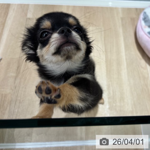 千葉県のチワワ(ロング) (ペットプラス 木更津店/2026年1月5日生まれ/男の子/ブラックタンホワイト)の子犬の4枚目の画像