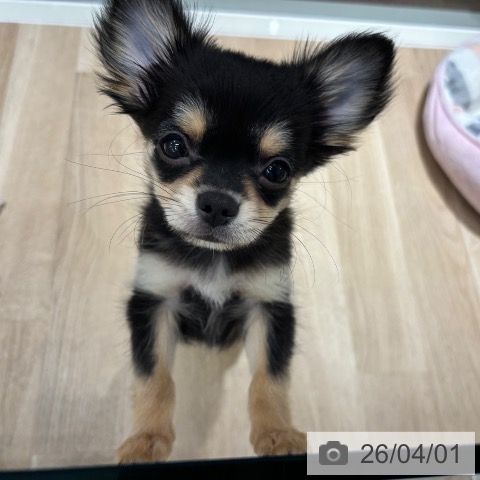 千葉県のチワワ(ロング) (ペットプラス 木更津店/2026年1月5日生まれ/男の子/ブラックタンホワイト)の子犬の3枚目の画像