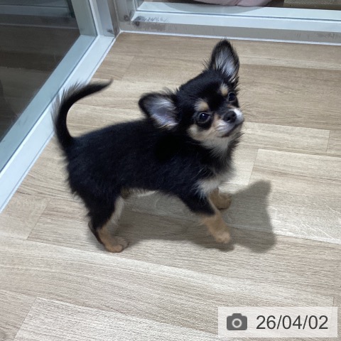 千葉県のチワワ(ロング) (ペットプラス 木更津店/2026年1月5日生まれ/男の子/ブラックタンホワイト)の子犬の3枚目の画像