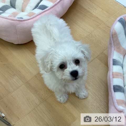 埼玉県のビションフリーゼ (ペットプラス 羽生店/2026年1月2日生まれ/男の子/ホワイト)の子犬の4枚目の画像