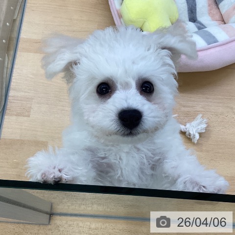 埼玉県のビションフリーゼ (ペットプラス 羽生店/2026年1月2日生まれ/男の子/ホワイト)の子犬の4枚目の画像