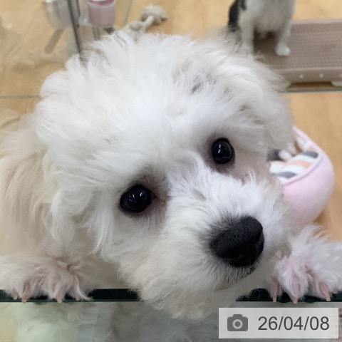 埼玉県のビションフリーゼ (ペットプラス 羽生店/2026年1月2日生まれ/男の子/ホワイト)の子犬の4枚目の画像