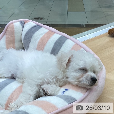 埼玉県のビションフリーゼ (ペットプラス 羽生店/2026年1月2日生まれ/男の子/ホワイト)の子犬の3枚目の画像