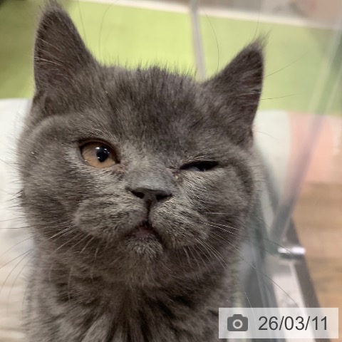 千葉県のブリティッシュショートヘアー (ペットプラス 幕張新都心店/2026年1月4日生まれ/女の子/ブルー)の子猫の4枚目の画像