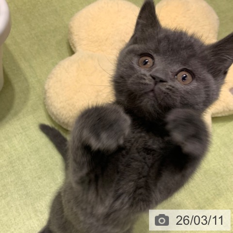 千葉県のブリティッシュショートヘアー (ペットプラス 幕張新都心店/2026年1月4日生まれ/女の子/ブルー)の子猫の3枚目の画像