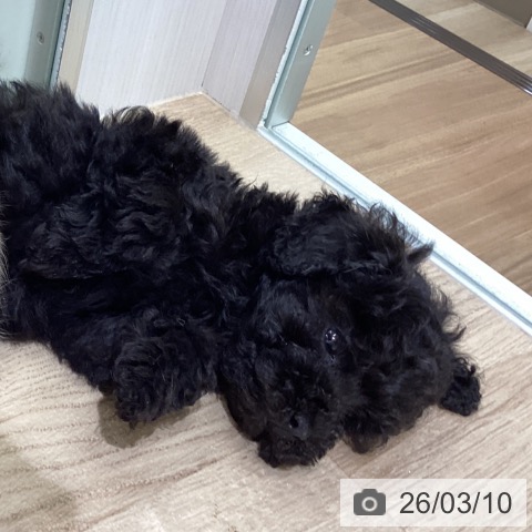 宮城県のトイプードル(トイ) (ペットプラス 名取店/2026年1月5日生まれ/男の子/ブラック)の子犬の3枚目の画像