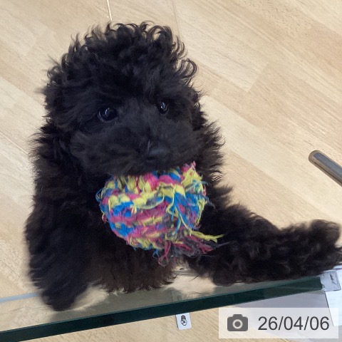 埼玉県のトイプードル(トイ) (ペットプラス 羽生店/2026年1月5日生まれ/男の子/ブラック)の子犬の4枚目の画像