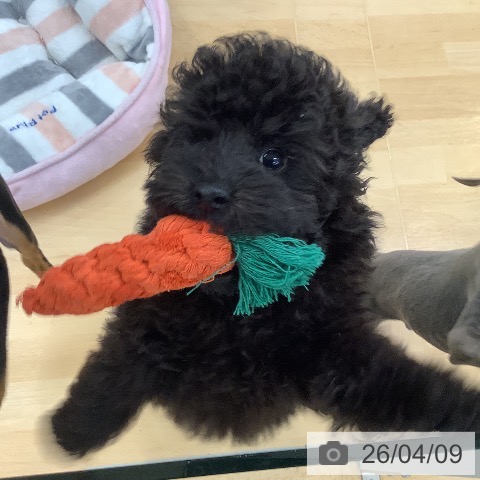 埼玉県のトイプードル(トイ) (ペットプラス 羽生店/2026年1月5日生まれ/男の子/ブラック)の子犬の3枚目の画像