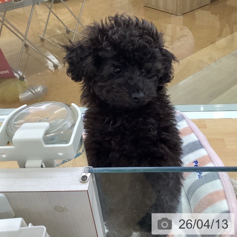 埼玉県のトイプードル(トイ) (ペットプラス 羽生店/2026年1月5日生まれ/男の子/ブラック)の子犬の3枚目の画像