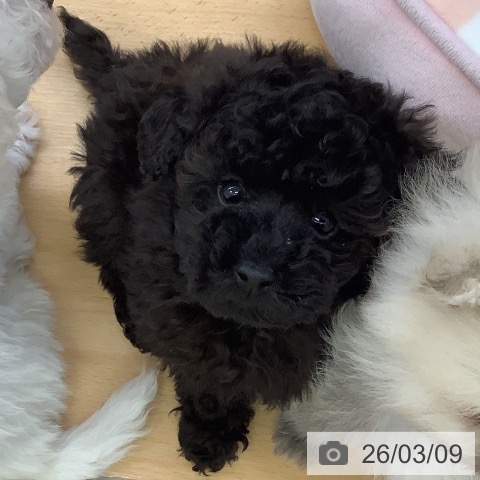 埼玉県のトイプードル(トイ) (ペットプラス 羽生店/2026年1月5日生まれ/男の子/ブラック)の子犬の4枚目の画像