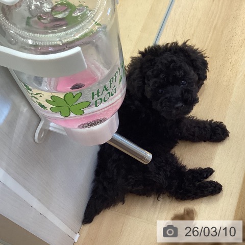 埼玉県のトイプードル(トイ) (ペットプラス 羽生店/2026年1月5日生まれ/男の子/ブラック)の子犬の3枚目の画像