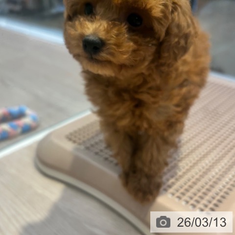 東京都のトイプードル(トイ) (ペットプラス 多摩平の森店/2026年1月4日生まれ/女の子/レッド)の子犬の3枚目の画像