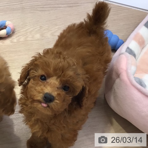 東京都のトイプードル(トイ) (ペットプラス 多摩平の森店/2026年1月4日生まれ/女の子/レッド)の子犬の3枚目の画像