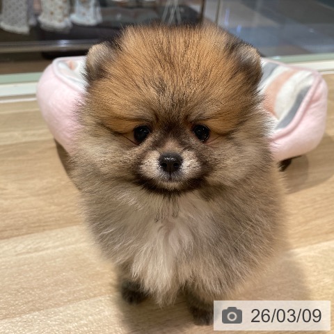ポメラニアンの写真