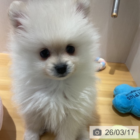 埼玉県のポメラニアン (ペットプラス 与野店/2026年1月5日生まれ/男の子/ホワイトクリーム)の子犬の4枚目の画像