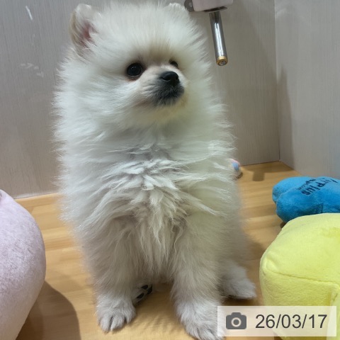 埼玉県のポメラニアン (ペットプラス 与野店/2026年1月5日生まれ/男の子/ホワイトクリーム)の子犬の3枚目の画像