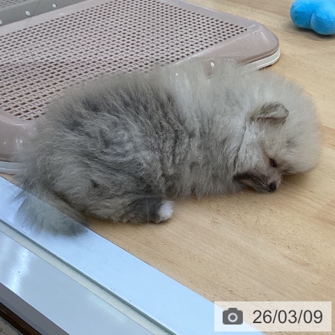 埼玉県のポメラニアン (ペットプラス 羽生店/2026年1月5日生まれ/男の子/クリームホワイト)の子犬の4枚目の画像