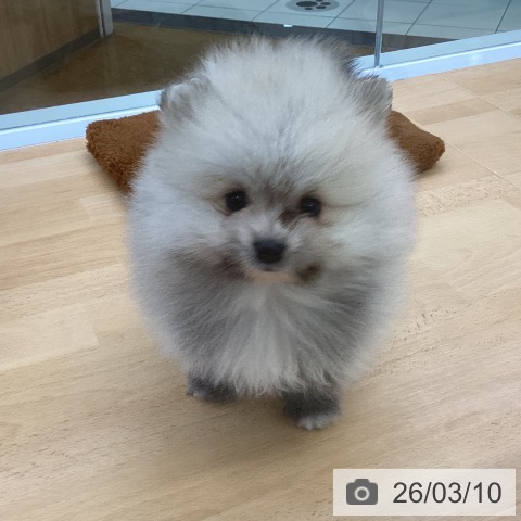 埼玉県のポメラニアン (ペットプラス 羽生店/2026年1月5日生まれ/男の子/クリームホワイト)の子犬の3枚目の画像