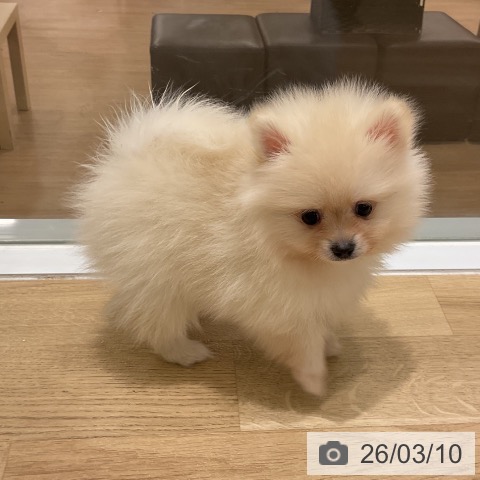岩手県のポメラニアン (ペットプラス 盛岡南店/2026年1月5日生まれ/男の子/クリーム)の子犬の3枚目の画像