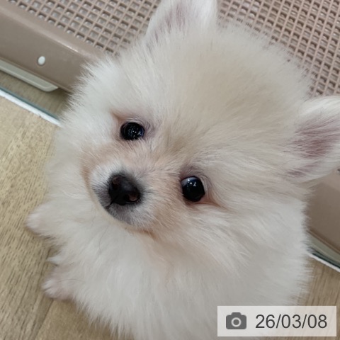 ポメラニアンの写真