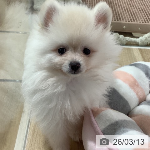 長野県のポメラニアン (ペットプラス 長野店/2026年1月5日生まれ/男の子/クリーム)の子犬の4枚目の画像