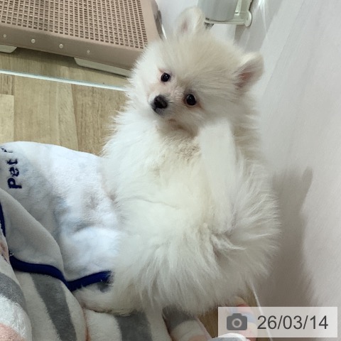 長野県のポメラニアン (ペットプラス 長野店/2026年1月5日生まれ/男の子/クリーム)の子犬の3枚目の画像