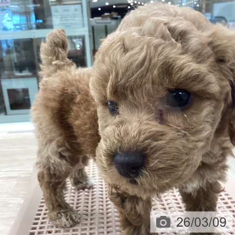 トイ・プードルの写真