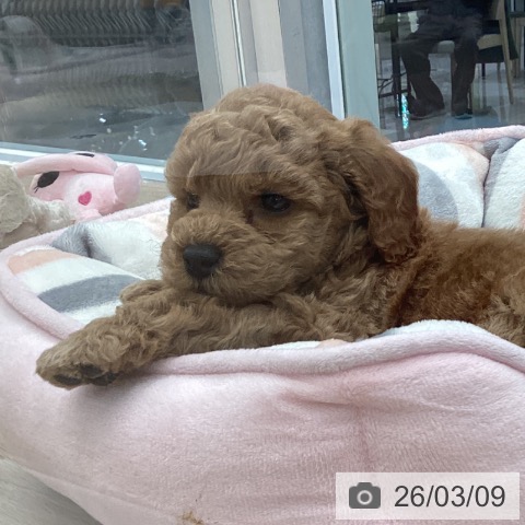 トイ・プードルの写真